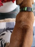 GREEN-💚-MALE, a male Rhodesian Ridgeback for sale in Fort Myers, FL – Photo 5 of 10