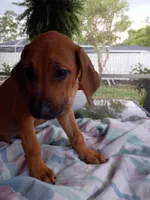 GREEN-💚-SOLD, a male Rhodesian Ridgeback for sale in Fort Myers, FL – 7 of 10