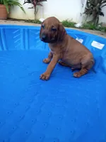 BRUNO, a male Rhodesian Ridgeback for sale in Fort Myers, FL – Photo 2 of 3