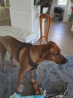 COMING NOVEMBER 2026-CANDY'S PUPPIES , a  Rhodesian Ridgeback for sale in Fort Myers, FL – 6 of 9