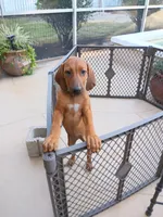 BELLA -NEGOTIABLE, a female Rhodesian Ridgeback for sale in Fort Myers, FL – 4 of 9
