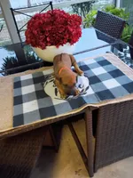 ORANGE -🧡-RESERVED , a male Rhodesian Ridgeback for sale in Fort Myers, FL – Photo 3 of 5