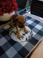 ORANGE -🧡-RESERVED , a male Rhodesian Ridgeback for sale in Fort Myers, FL – Photo 2 of 5