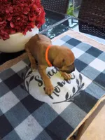 ORANGE -🧡-RESERVED , a male Rhodesian Ridgeback for sale in Fort Myers, FL – Photo 5 of 5