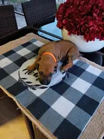 ORANGE -🧡-RESERVED , a male Rhodesian Ridgeback for sale in Fort Myers, FL – Photo 4 of 5