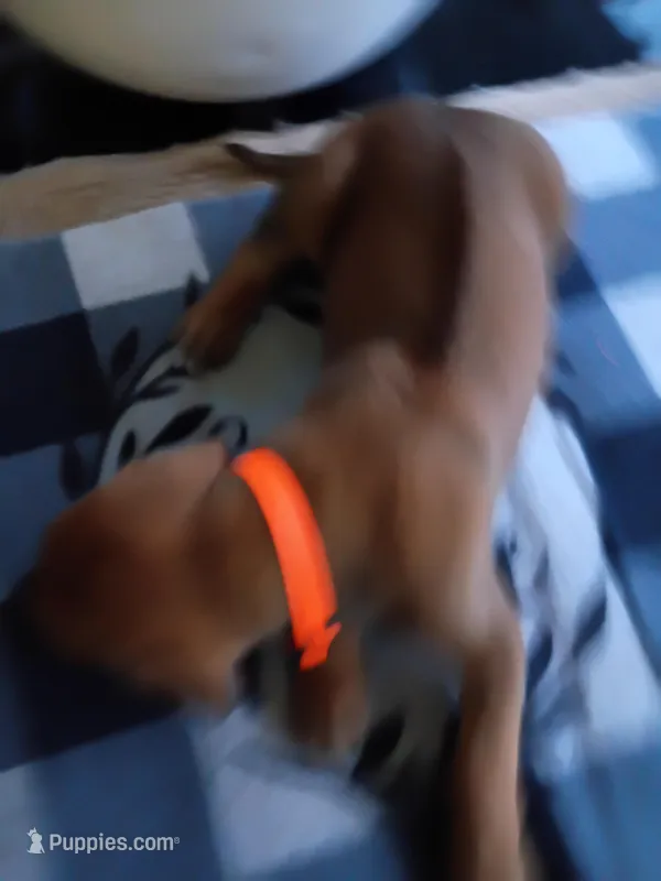 ORANGE -🧡-RESERVED  – Rhodesian Ridgeback puppy for sale in Fort Myers, FL