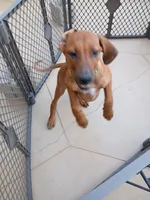 BELLA -NEGOTIABLE, a female Rhodesian Ridgeback for sale in Fort Myers, FL – 7 of 9