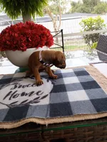 PURPLE 💜 GIRL, a female Rhodesian Ridgeback for sale in Fort Myers, FL – Photo 5 of 5