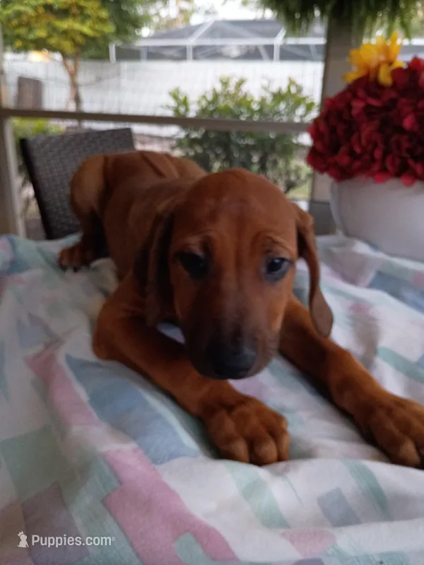 PURPLE 💜 GIRL-NEGOTIABLE – Rhodesian Ridgeback puppy for sale in Fort Myers, FL