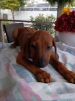 BELLA -NEGOTIABLE, a female Rhodesian Ridgeback for sale in Fort Myers, FL – 3 of 9