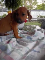 BELLA -NEGOTIABLE, a female Rhodesian Ridgeback for sale in Fort Myers, FL – 5 of 9