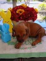 PURPLE 💜 GIRL-NEGOTIABLE, a female Rhodesian Ridgeback for sale in Fort Myers, FL – Photo 1 of 6