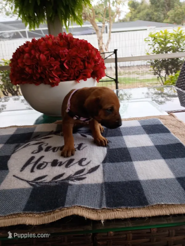 PURPLE 💜 GIRL – Rhodesian Ridgeback puppy for sale in Fort Myers, FL
