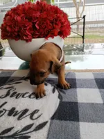 PURPLE 💜 GIRL, a female Rhodesian Ridgeback for sale in Fort Myers, FL – Photo 3 of 5
