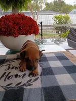 PURPLE 💜 GIRL, a female Rhodesian Ridgeback for sale in Fort Myers, FL – Photo 2 of 5