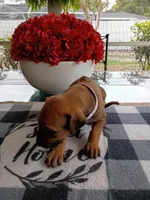 PURPLE 💜 GIRL, a female Rhodesian Ridgeback for sale in Fort Myers, FL – Photo 4 of 5