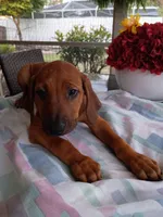 BELLA -NEGOTIABLE, a female Rhodesian Ridgeback for sale in Fort Myers, FL – 6 of 9