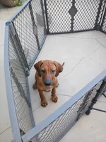 BELLA -NEGOTIABLE, a female Rhodesian Ridgeback for sale in Fort Myers, FL – 9 of 9
