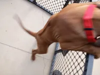 POCAHONTAS-FEMALE, a female Rhodesian Ridgeback for sale in Fort Myers, FL – 5 of 10