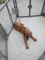 BELLA -NEGOTIABLE, a female Rhodesian Ridgeback for sale in Fort Myers, FL – 2 of 9