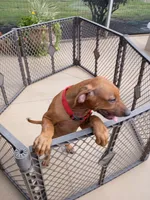 POCAHONTAS-FEMALE, a female Rhodesian Ridgeback for sale in Fort Myers, FL – 10 of 10