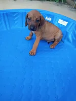 COMING NOVEMBER 2026-CANDY'S PUPPIES , a  Rhodesian Ridgeback for sale in Fort Myers, FL – 5 of 9
