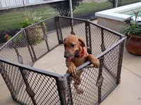 POCAHONTAS-FEMALE, a female Rhodesian Ridgeback for sale in Fort Myers, FL – 8 of 10