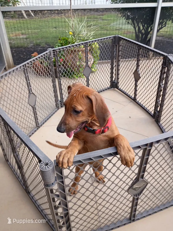 POCAHONTAS-FEMALE-NEGOTIABLE – Rhodesian Ridgeback puppy for sale in Fort Myers, FL