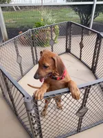 POCAHONTAS-FEMALE, a female Rhodesian Ridgeback for sale in Fort Myers, FL – 1 of 10
