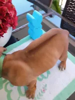 COMING NOVEMBER 2026-CANDY'S PUPPIES , a  Rhodesian Ridgeback for sale in Fort Myers, FL – 9 of 9