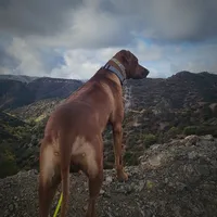 COMING NOVEMBER 2026-CANDY'S PUPPIES , a  Rhodesian Ridgeback for sale in Fort Myers, FL – 7 of 9