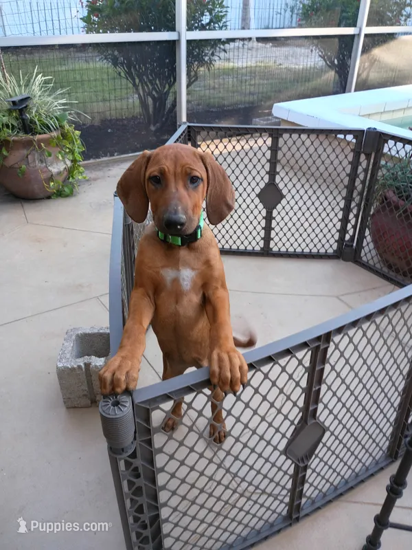 BELLA -NEGOTIABLE – Rhodesian Ridgeback puppy for sale in Fort Myers, FL