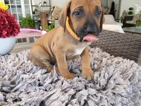 COMING NOVEMBER 2026-CANDY'S PUPPIES , a  Rhodesian Ridgeback for sale in Fort Myers, FL – 1 of 9