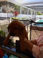 PINK🩷-FEMALE NEGOTIABLE , a female Rhodesian Ridgeback for sale in Fort Myers, FL – Photo 2 of 7