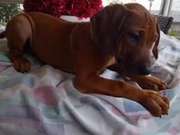 PINK🩷-FEMALE SOLD, a female Rhodesian Ridgeback for sale in Fort Myers, FL – Photo 10 of 10