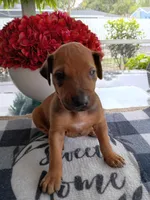 PINK🩷-FEMALE, a female Rhodesian Ridgeback for sale in Fort Myers, FL – Photo 1 of 4