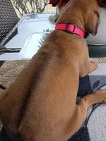 PINK🩷-FEMALE, a female Rhodesian Ridgeback for sale in Fort Myers, FL – Photo 4 of 4