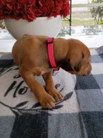 PINK🩷-FEMALE, a female Rhodesian Ridgeback for sale in Fort Myers, FL – Photo 2 of 4