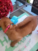 PINK🩷-FEMALE NEGOTIABLE , a female Rhodesian Ridgeback for sale in Fort Myers, FL – Photo 6 of 7