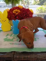 PINK🩷-FEMALE NEGOTIABLE , a female Rhodesian Ridgeback for sale in Fort Myers, FL – Photo 7 of 7