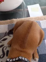 PINK🩷-FEMALE, a female Rhodesian Ridgeback for sale in Fort Myers, FL – Photo 3 of 4