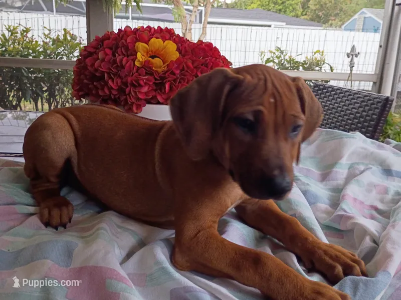 PINK🩷-FEMALE SOLD – Rhodesian Ridgeback puppy on hold in Fort Myers, FL
