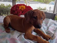 PINK🩷-FEMALE SOLD, a female Rhodesian Ridgeback for sale in Fort Myers, FL – Photo 1 of 10