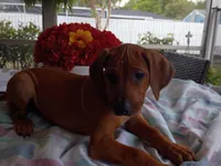 PINK🩷-FEMALE SOLD, a female Rhodesian Ridgeback for sale in Fort Myers, FL – Photo 8 of 10