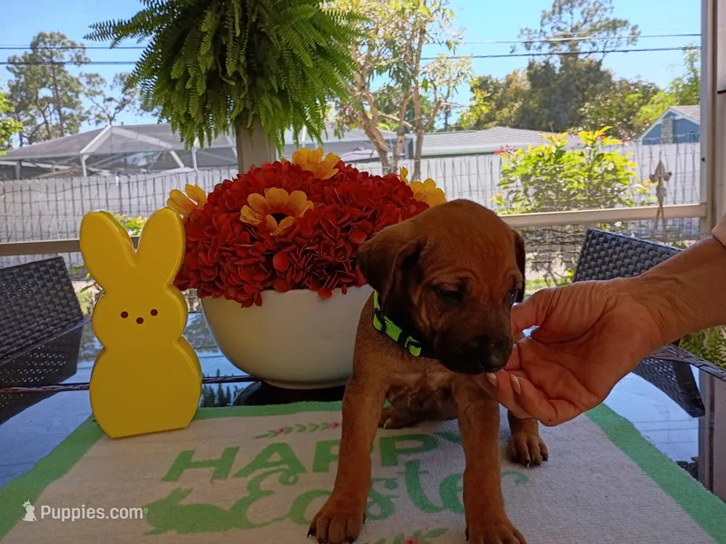 LIME-💚 GIRL – Rhodesian Ridgeback puppy for sale in Fort Myers, FL
