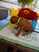 LIME-💚 GIRL, a female Rhodesian Ridgeback for sale in Fort Myers, FL – Photo 8 of 10