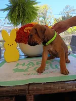 LIME-💚 GIRL, a female Rhodesian Ridgeback for sale in Fort Myers, FL – Photo 9 of 10
