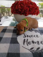 LIME-💚 GIRL, a female Rhodesian Ridgeback for sale in Fort Myers, FL – Photo 3 of 5