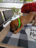LIME-💚 GIRL, a female Rhodesian Ridgeback for sale in Fort Myers, FL – Photo 5 of 5