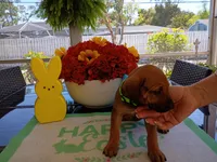 LIME-💚 GIRL, a female Rhodesian Ridgeback for sale in Fort Myers, FL – Photo 7 of 10